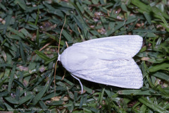 Chasmina candida