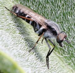 Ozodiceromyia
