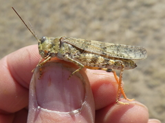 Spharagemon campestris
