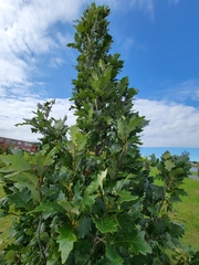 Quercus