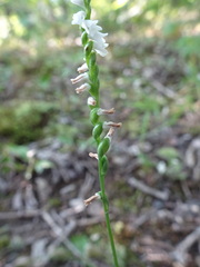 Spiranthes tuberosa
