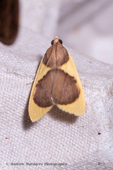 Prooedema inscisalis