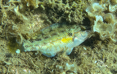 Symphodus tinca
