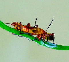 Oncopeltus guttaloides