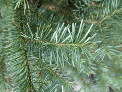 Abies lasiocarpa
