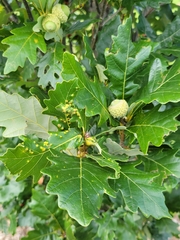 Quercus
