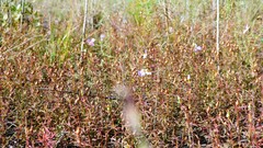 Rhexia mariana mariana