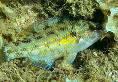 Symphodus tinca