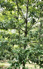 Magnolia