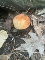 Austroboletus gracilis