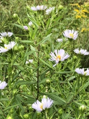 Symphyotrichum firmum