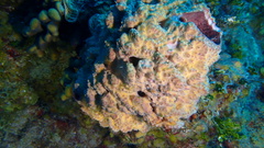 Ircinia