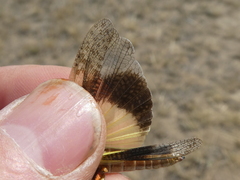 Spharagemon campestris