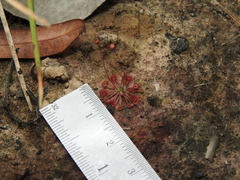 Drosera pygmaea