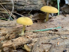 Tricholomopsis decora