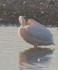 Pelecanus onocrotalus