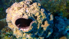 Ircinia