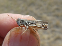 Melanoplus infantilis