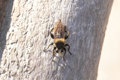 Laphria