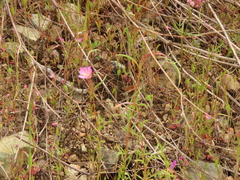 Clarkia