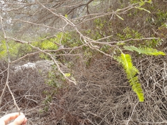 Vachellia macracantha