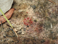 Drosera pygmaea