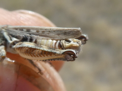Melanoplus infantilis