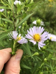 Symphyotrichum firmum