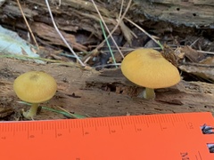 Tricholomopsis decora