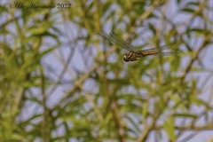 Pantala hymenaea