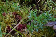 Sphagnum