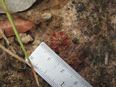 Drosera pygmaea