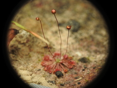 Drosera pygmaea