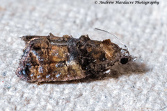 Polylopha cassiicola