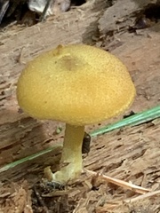 Tricholomopsis decora