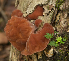 Auricularia fuscosuccinea
