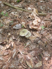 Heterophyllidia