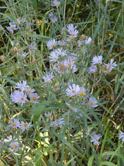 Erigeron speciosus