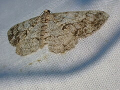 Peribatodes secundaria