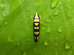 Platygonia spatulata