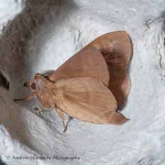 Dendrolimus punctata