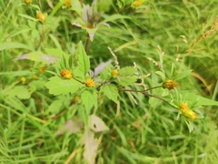 Bidens frondosa