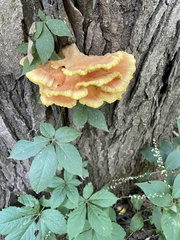 Laetiporus sulphureus