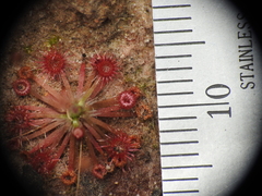 Drosera pygmaea