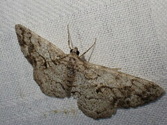 Peribatodes secundaria