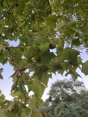 Platanus