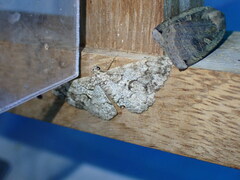 Peribatodes secundaria