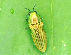 Agaeocera scintillans
