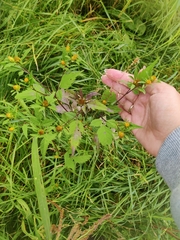 Bidens frondosa