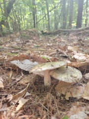 Heterophyllidia